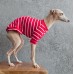 T-Shirt Round Neck Viscolycra - Galgo Italiano / Whippet