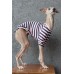 T-Shirt Round Neck Viscolycra - Galgo Italiano / Whippet