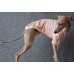 T-Shirt Round Neck Cotton - Galgo Italiano / Whippet