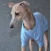 T-Shirt Round Neck Cotton - Galgo Italiano / Whippet