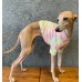 T-Shirt Round Neck Canelado - Galgo Italiano / Whippet